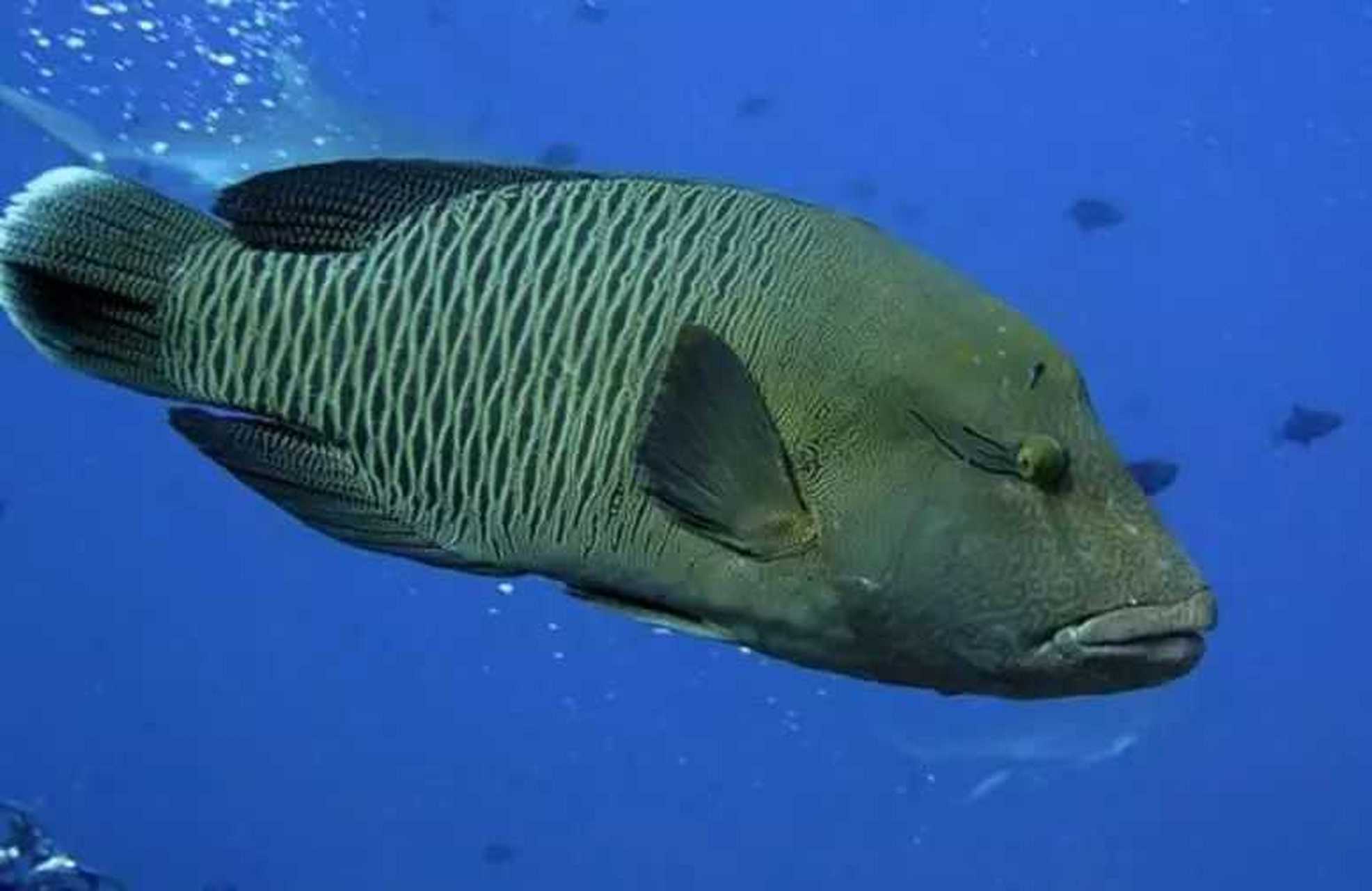 世界上最大的珊瑚鱼类苏眉鱼,它的体长超2米,体重高达380斤,主要产于