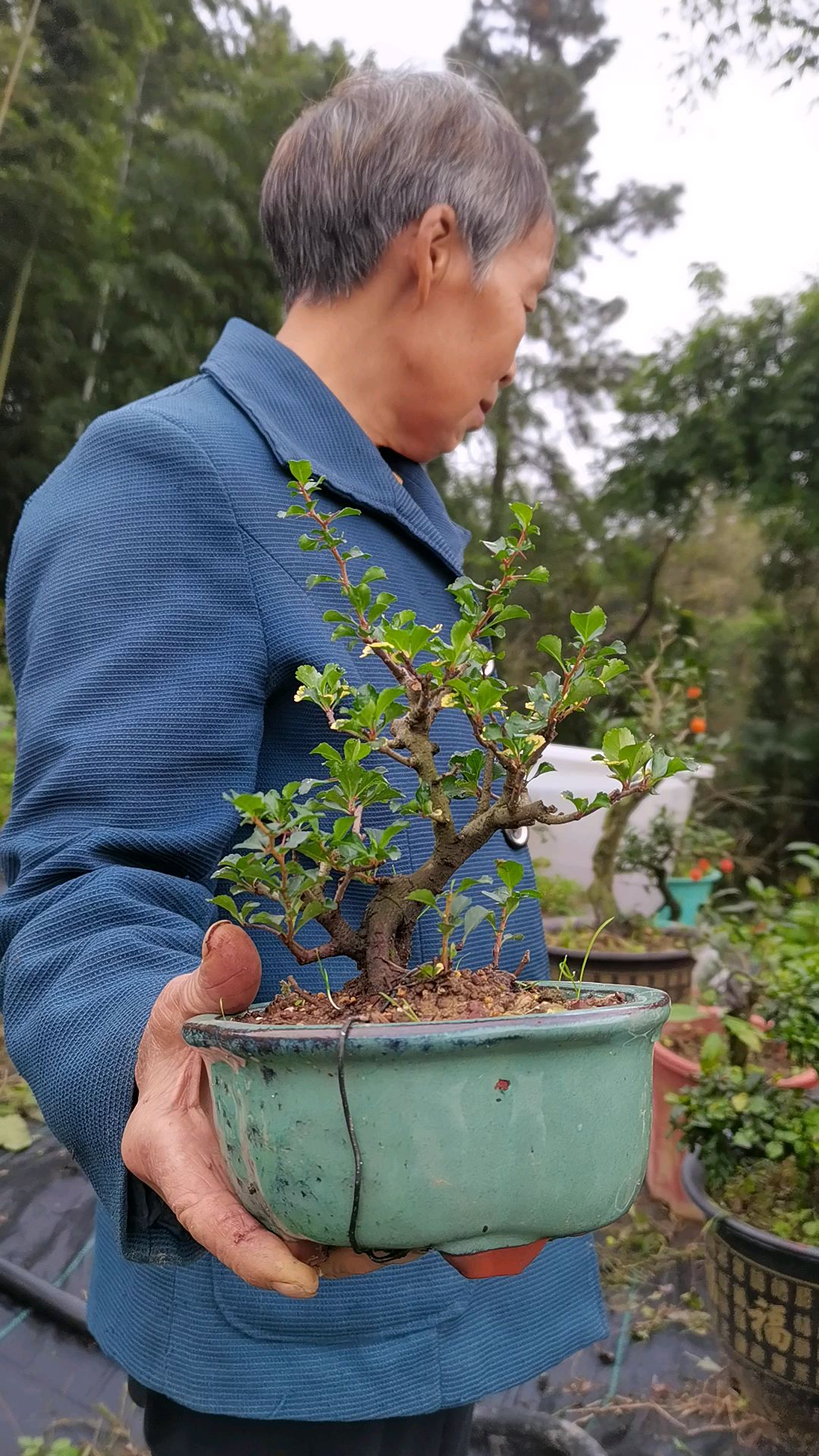 长寿梅造型教学图片