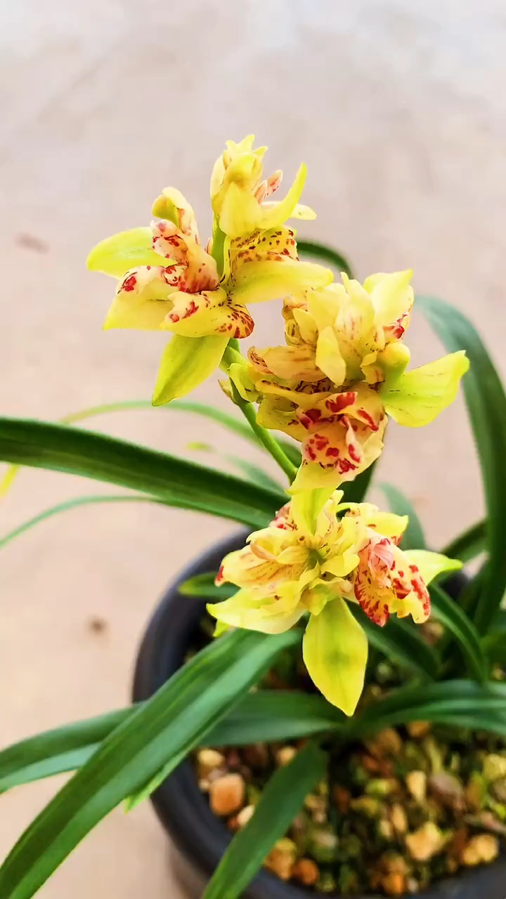 建兰水晶龙奇花