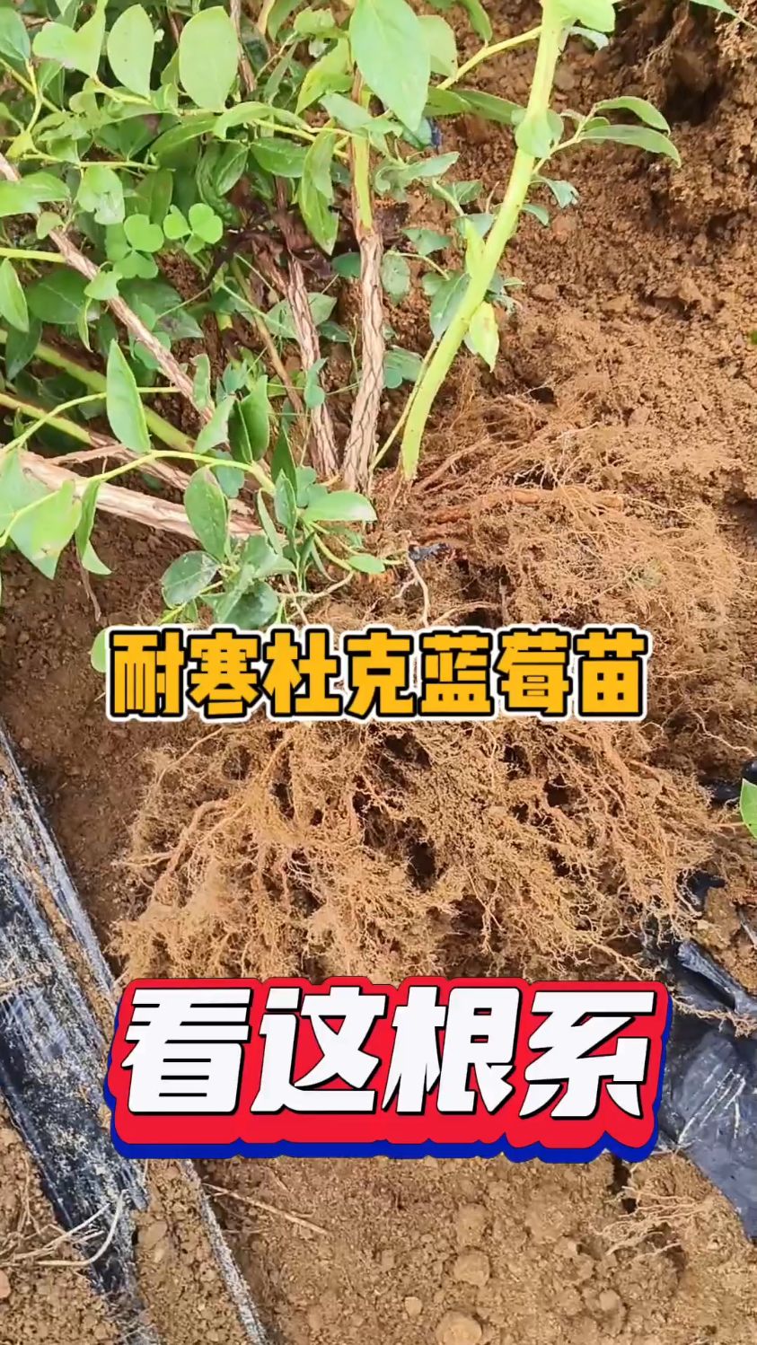 现在就可以种植的杜克蓝莓苗,地栽2年蓝莓苗根系好