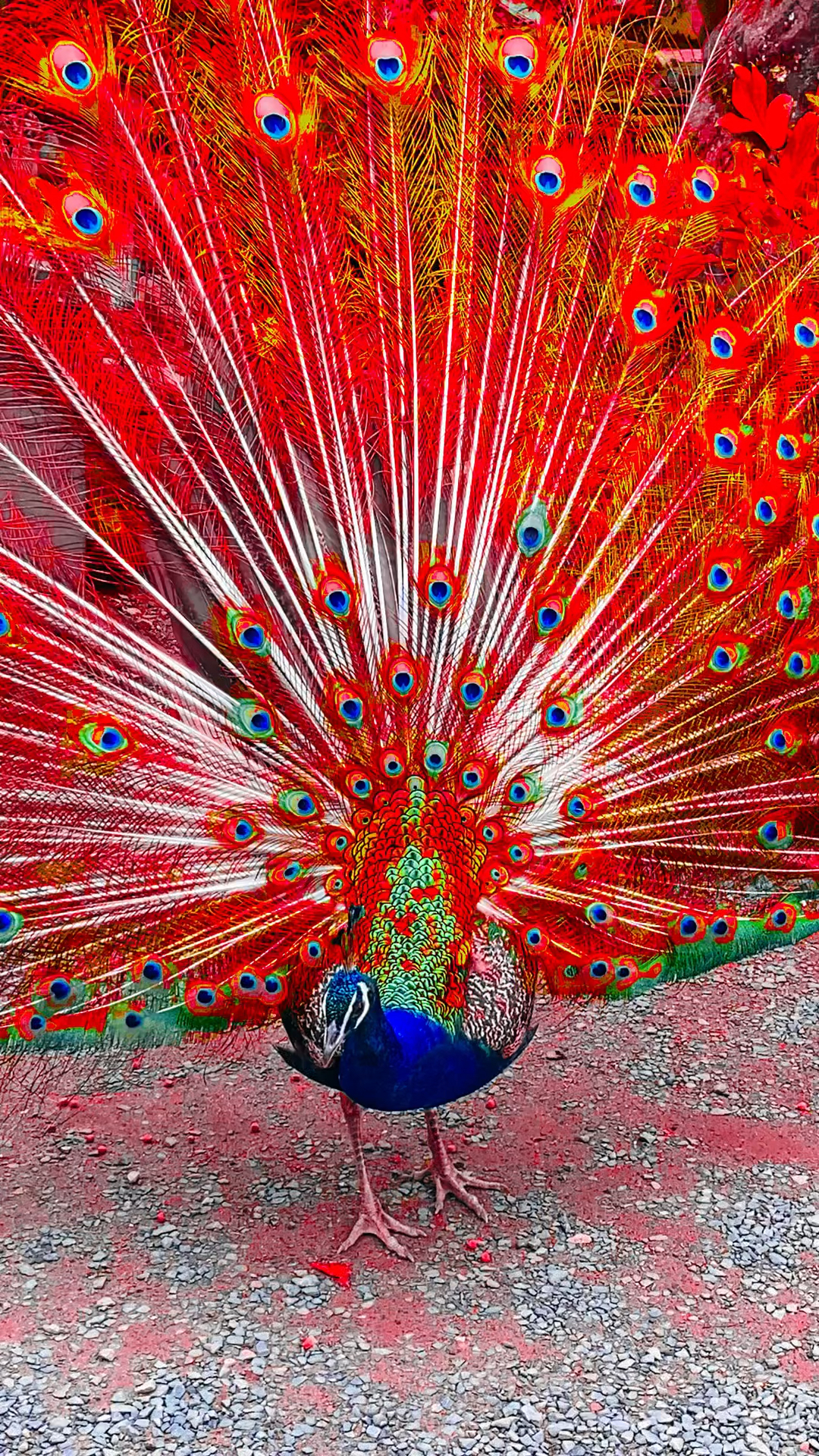 孔雀开屏吉祥如意