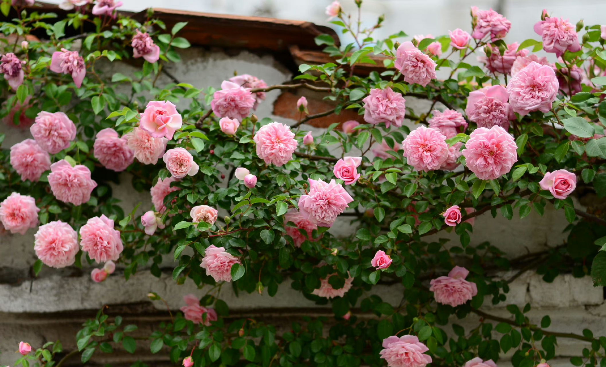 一年一度,我有一片月季墙盛开,"保罗诺尔"拥有菊花瓣型的古典蔷薇品种