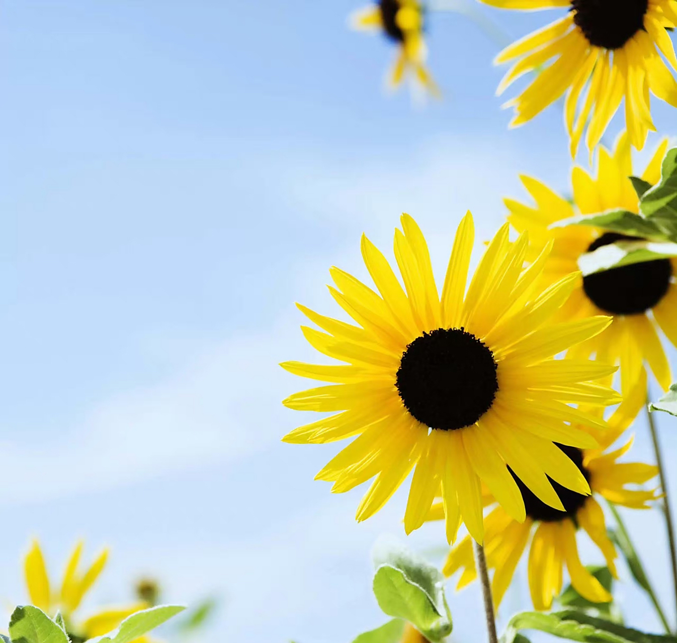 无水印高清鲜花氛围感背景图,没有人不喜欢鲜花吧,快来抱走,愿余生鲜