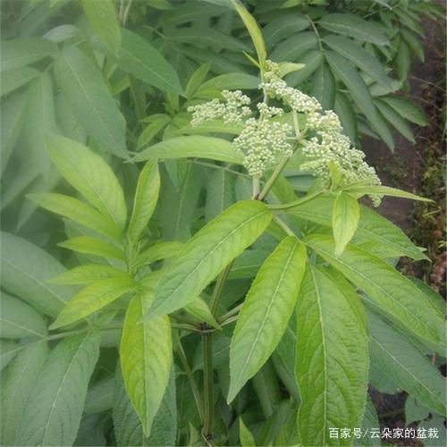 走马风,一种常见野草,常用于治疗风寒感冒和跌打损伤!