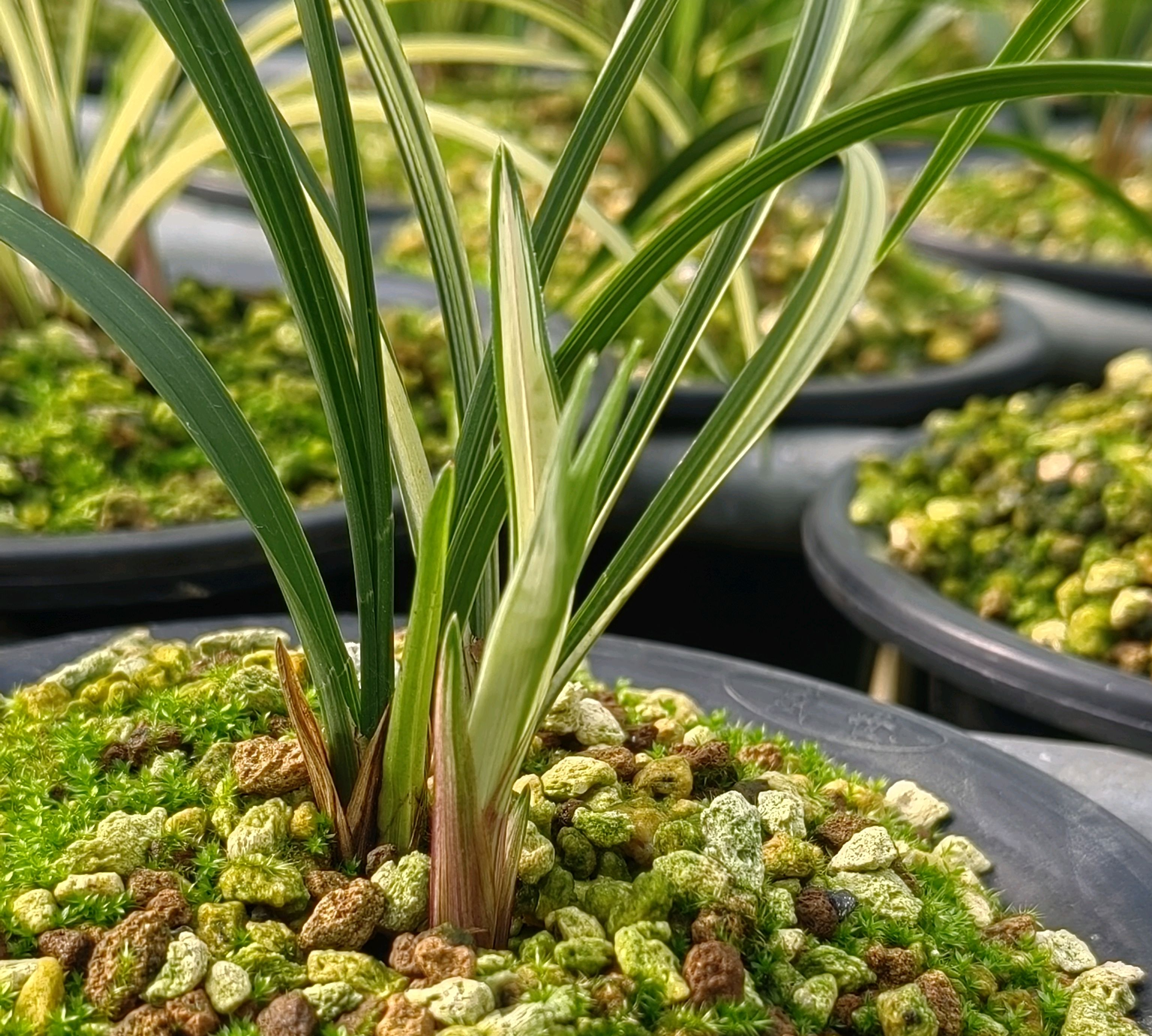 熟草见真伪,三年识兰性