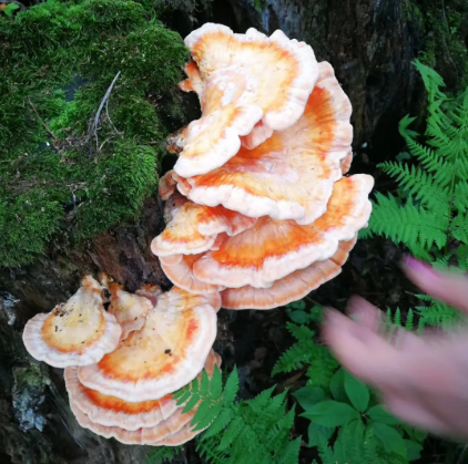 长在树上的菌类