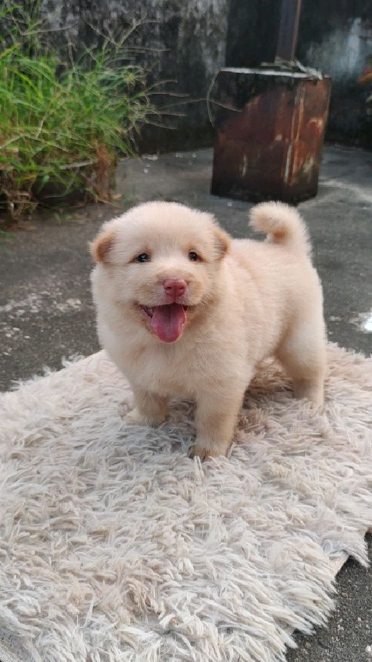 这只土松犬大概值多少钱呀?150买的贵不贵