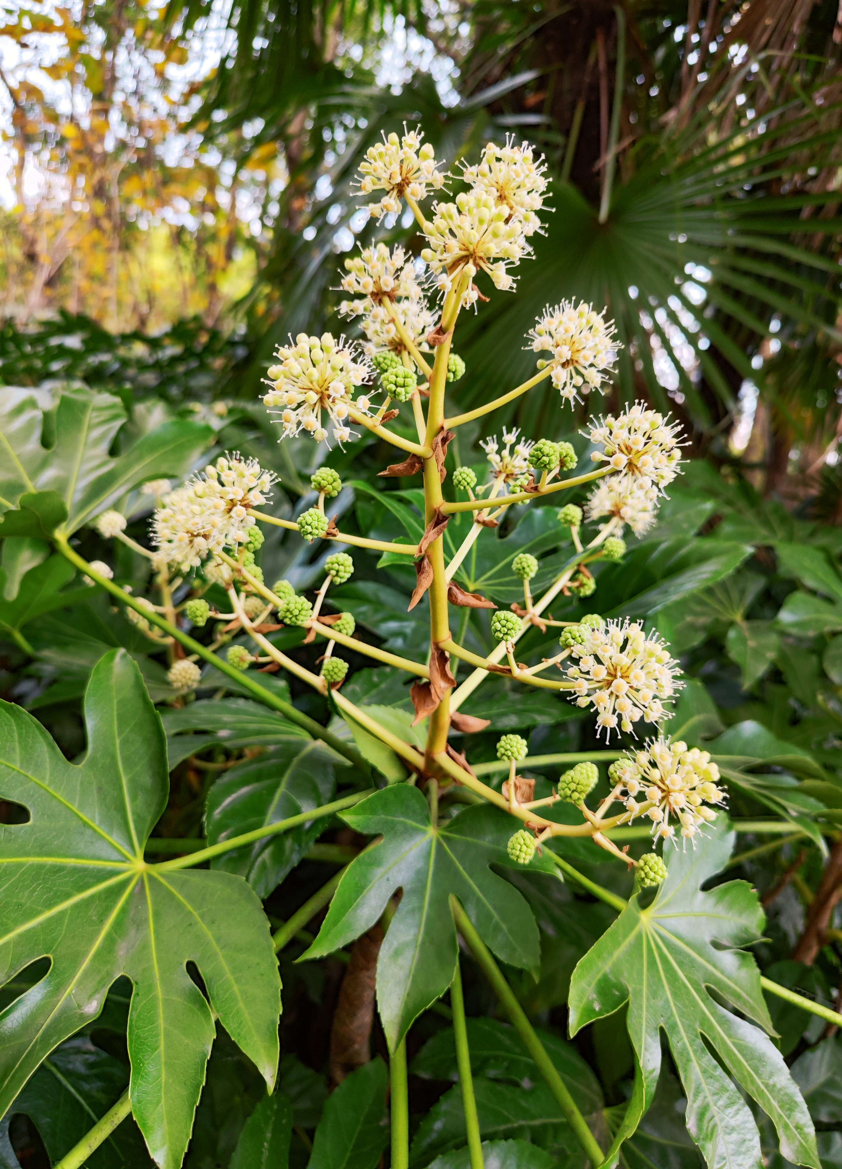 《八角金盘~正值花季》