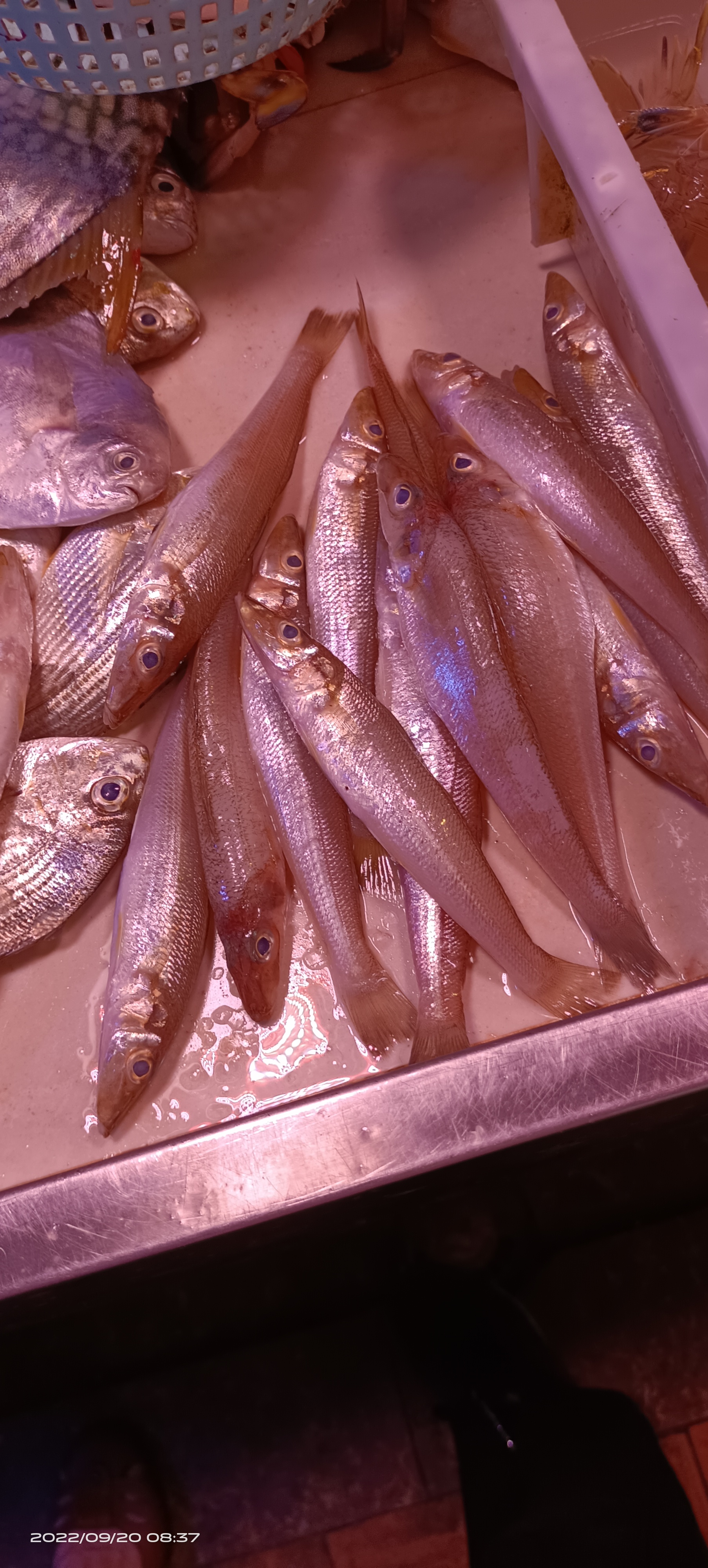 沙锥鱼可能很多朋友没吃过吧?