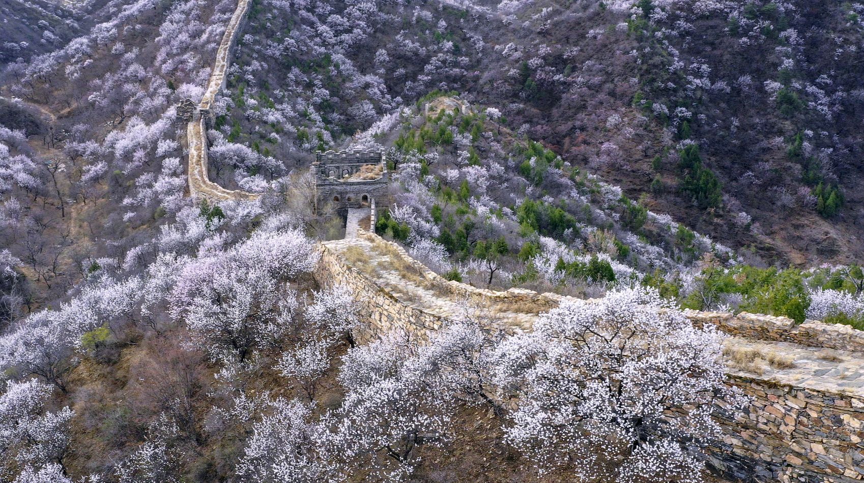 北京怀柔河防口长城,上千亩的杏花,山桃花竞相绽放