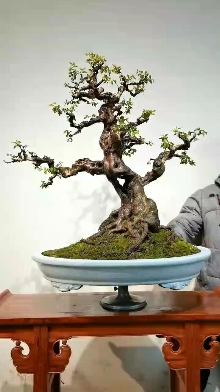 盆景七贤雀梅最显年工纯剪枝出造型