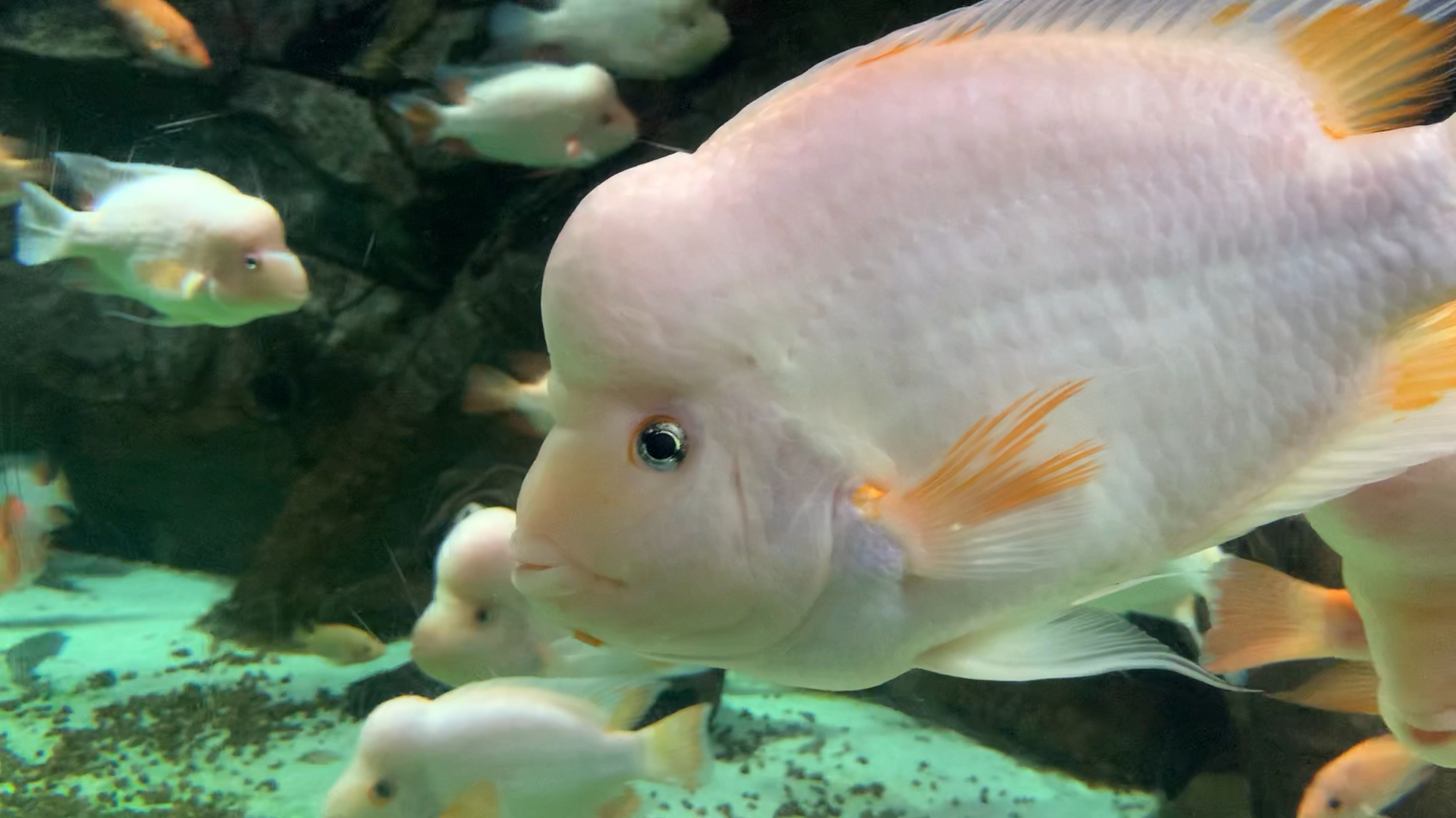 寿星鱼,又叫吉祥鱼!