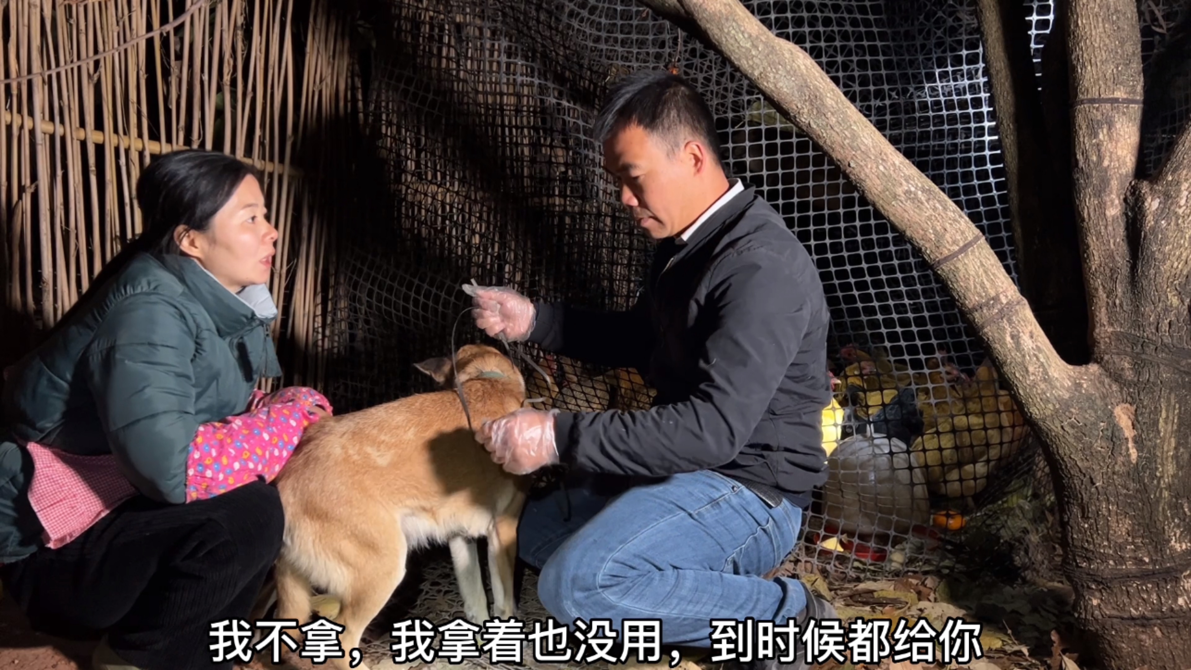 小翠跟阿金哥的创业有收获了,连夜抓了几十只鸡,终于有钱结婚了