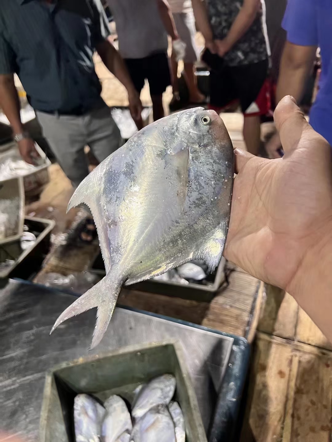 东山岛海鲜野生白鲳鱼:舌尖上的海洋之宝