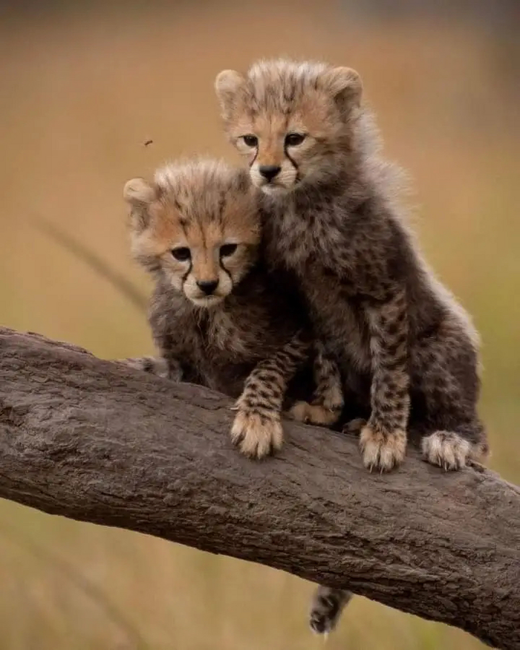 两只可爱的猎豹幼崽!