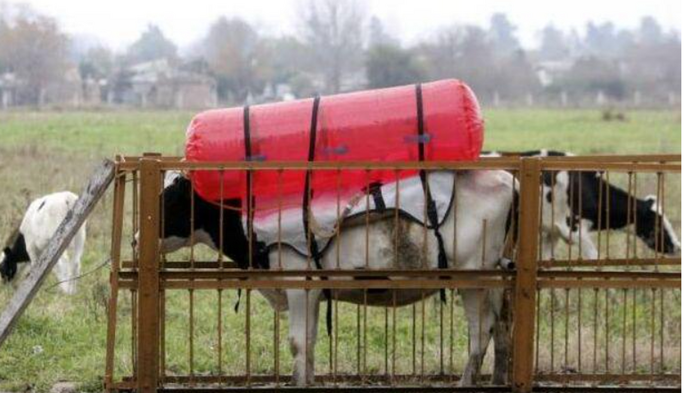 阿根廷科学家发现牛屁里的甲烷经过提炼可提供汽车动能,对此大家怎么