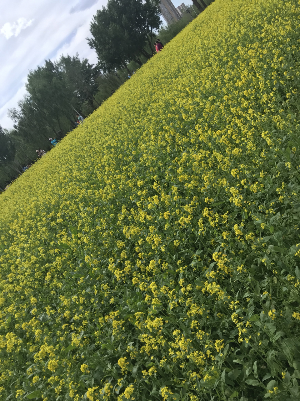 瀋陽長白島公園,極美的花海,適合打卡拍照