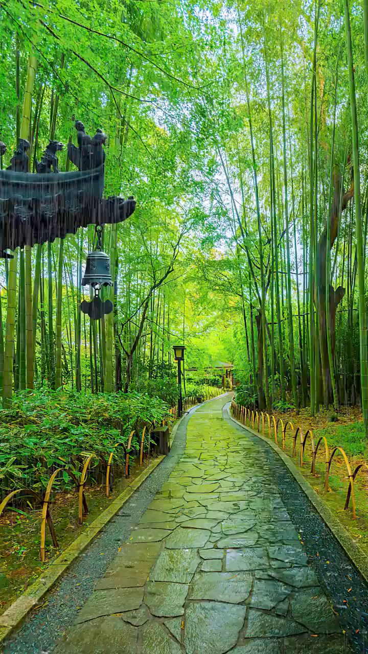 竹林雨季图片图片