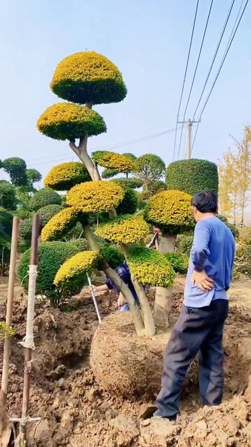 亮晶女贞造型树四季不落叶适合庭院别墅农家小院栽植