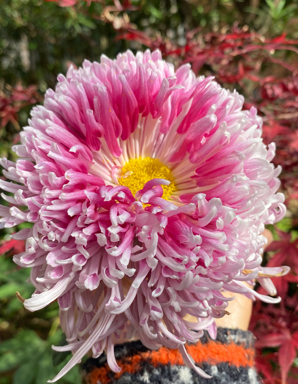 灰鹤展翅,花至末期的惊喜 菊花爆满山花.#一人一句为考研加油