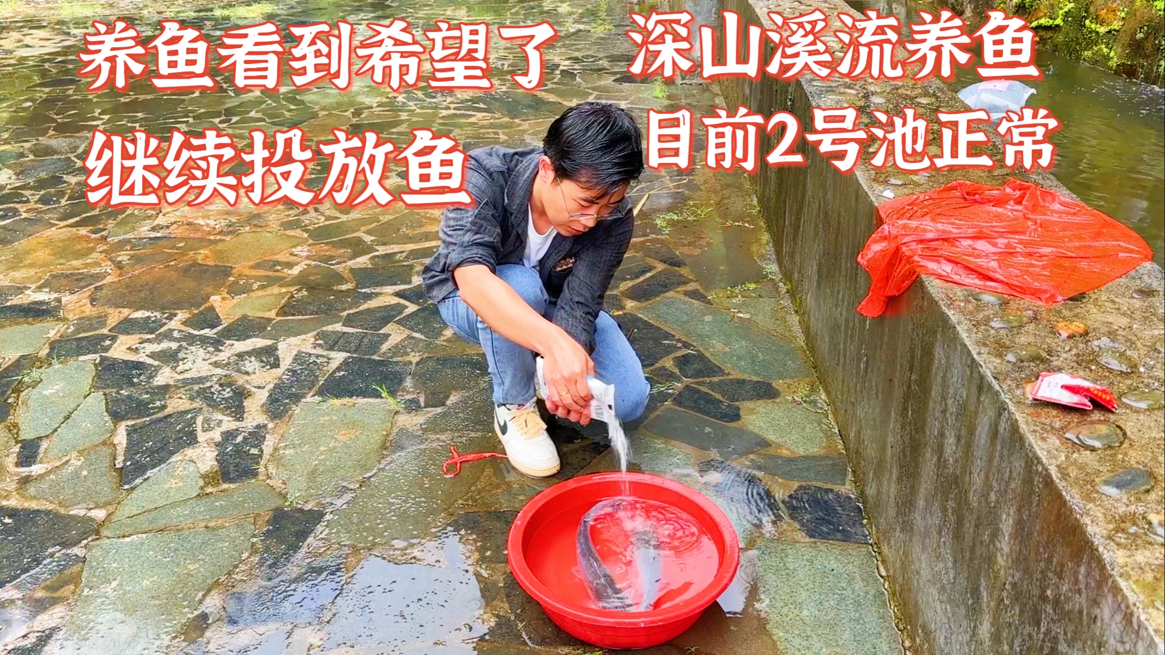 深山溪流养鱼第十二天,二号池一切正常迎来希望。继续放鱼实验