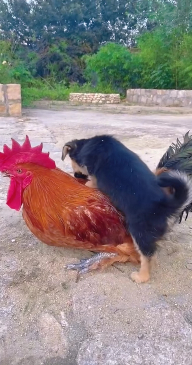 谁说鸡犬不能成朋友?[鲜花][鲜花][鲜花]