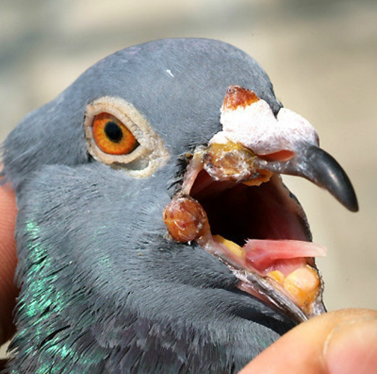 毛滴虫是一种常见的鸽子疾病,常见症状就是口黄,嘴巴周边有黄色结痂