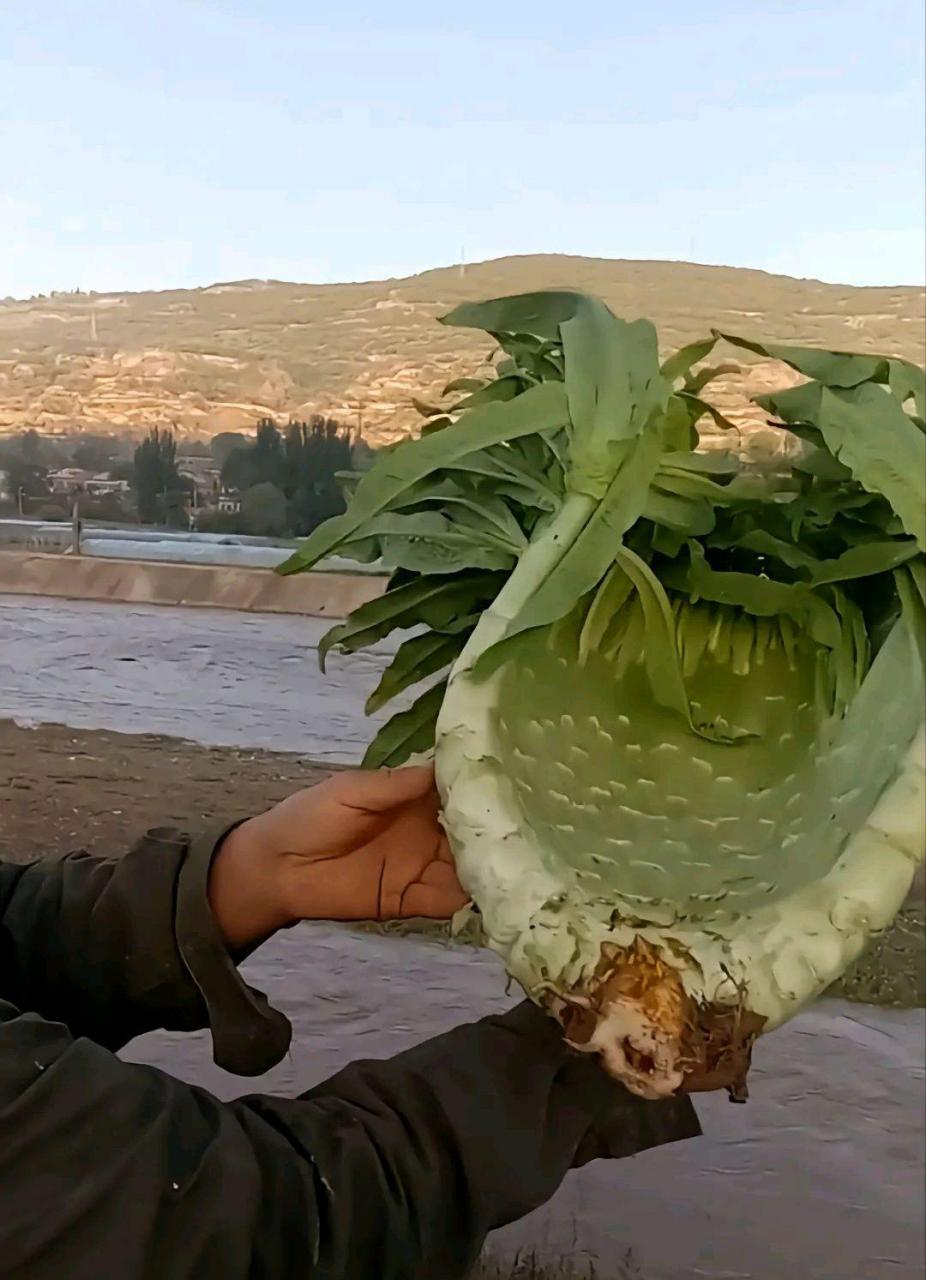 这是缀化了 在某些多肉上还有菠萝也会有这样的情况.