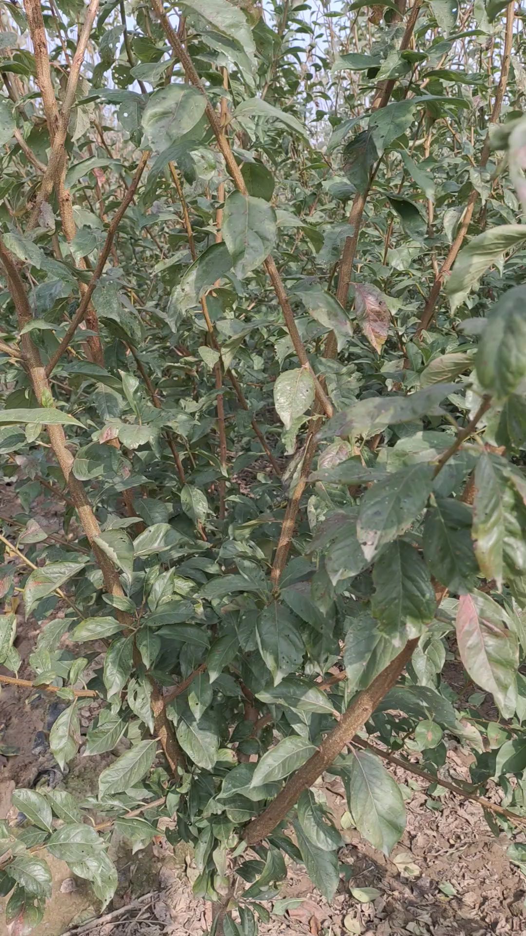 3公分味帝李子树,当年移栽,次年挂果!青皮红肉,香甜可口,早熟品种!