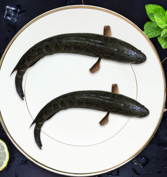 为什么吃黑鱼不要头呢