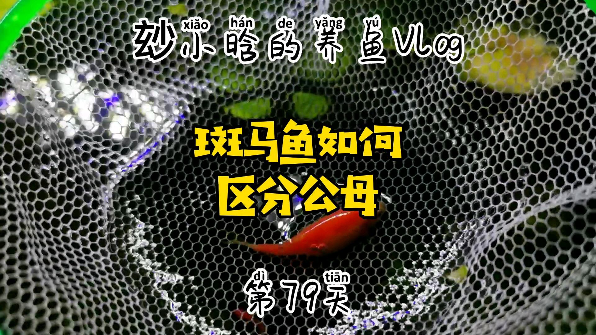 玅小晗的养鱼Vlog第79天:斑马鱼如何区分公母