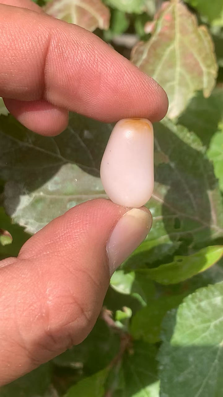 和田玉籽料桃花玉