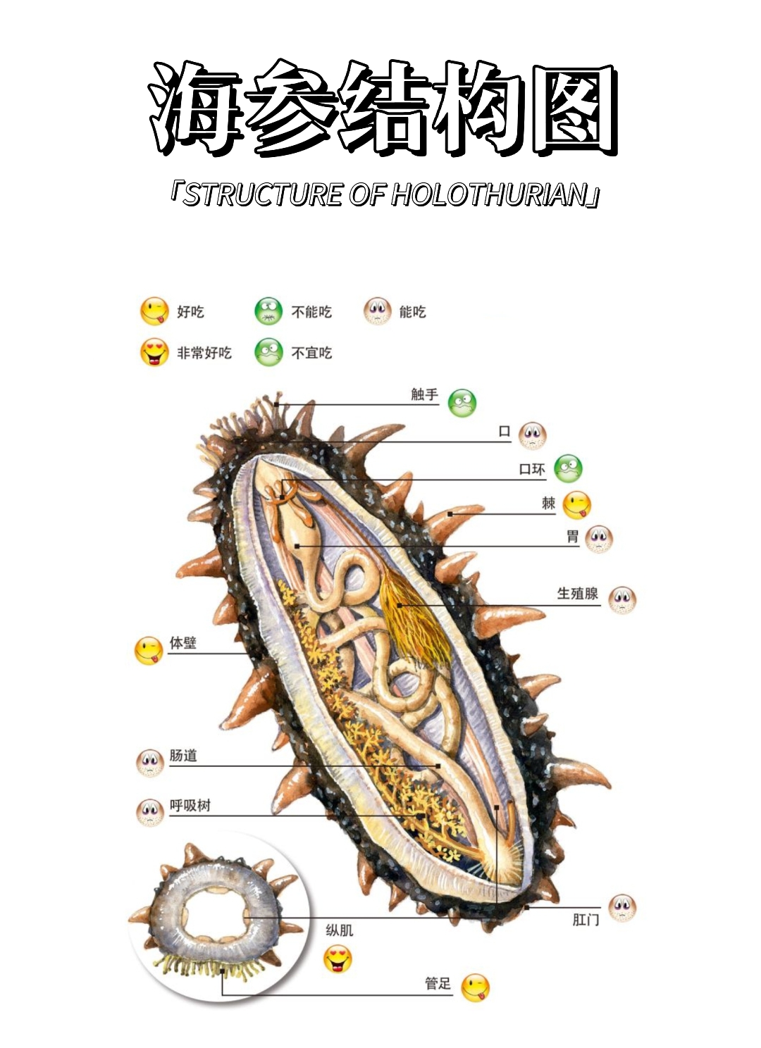海参解剖图图片