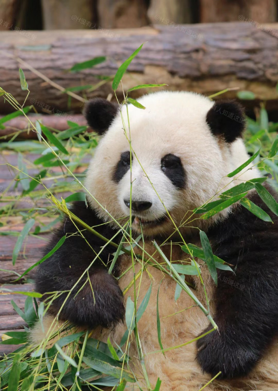 可爱的大熊猫