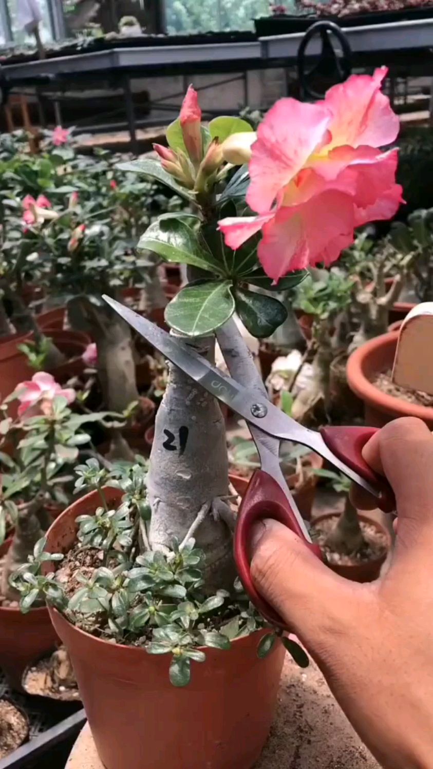 沙漠玫瑰怎样修剪