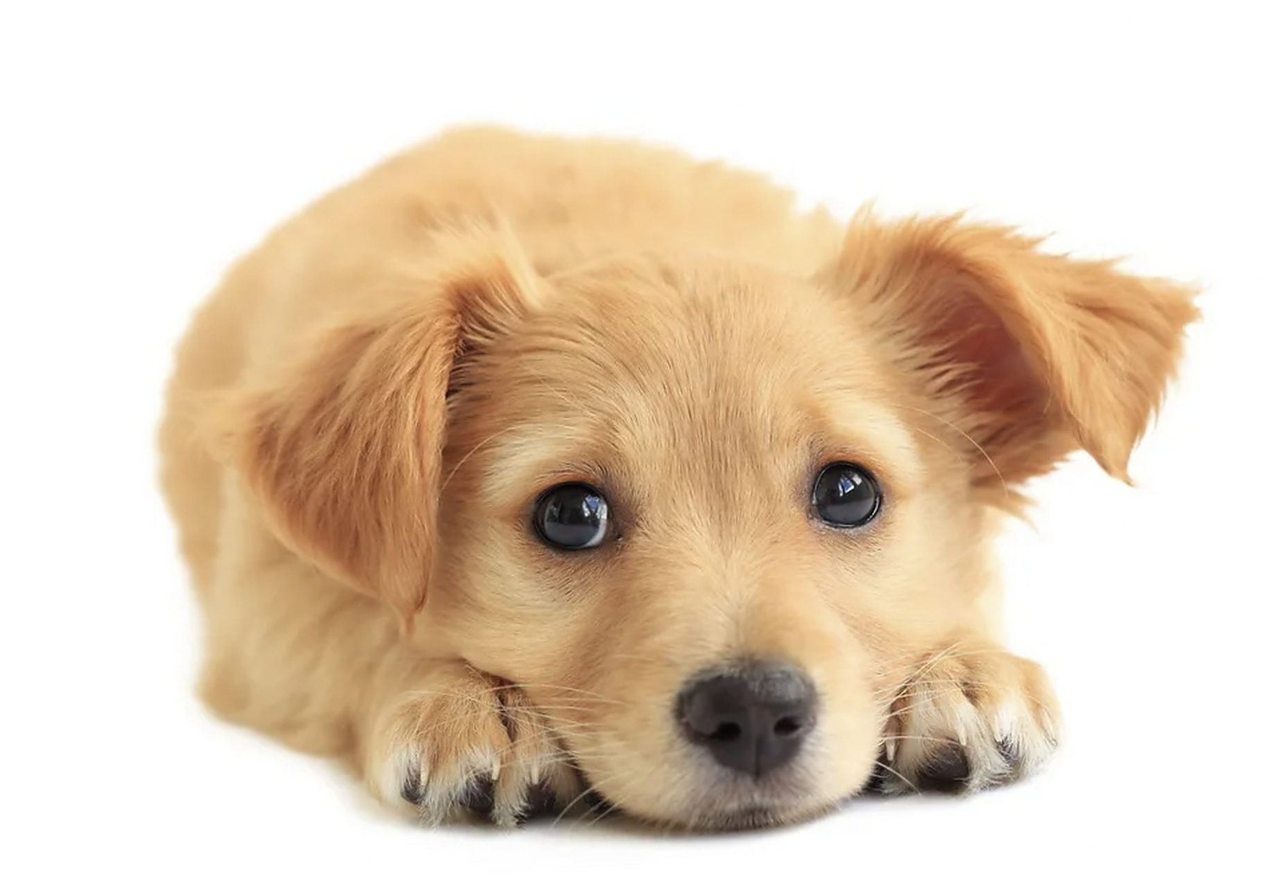 狗是出色的算命先生,天生的人格品鉴家.