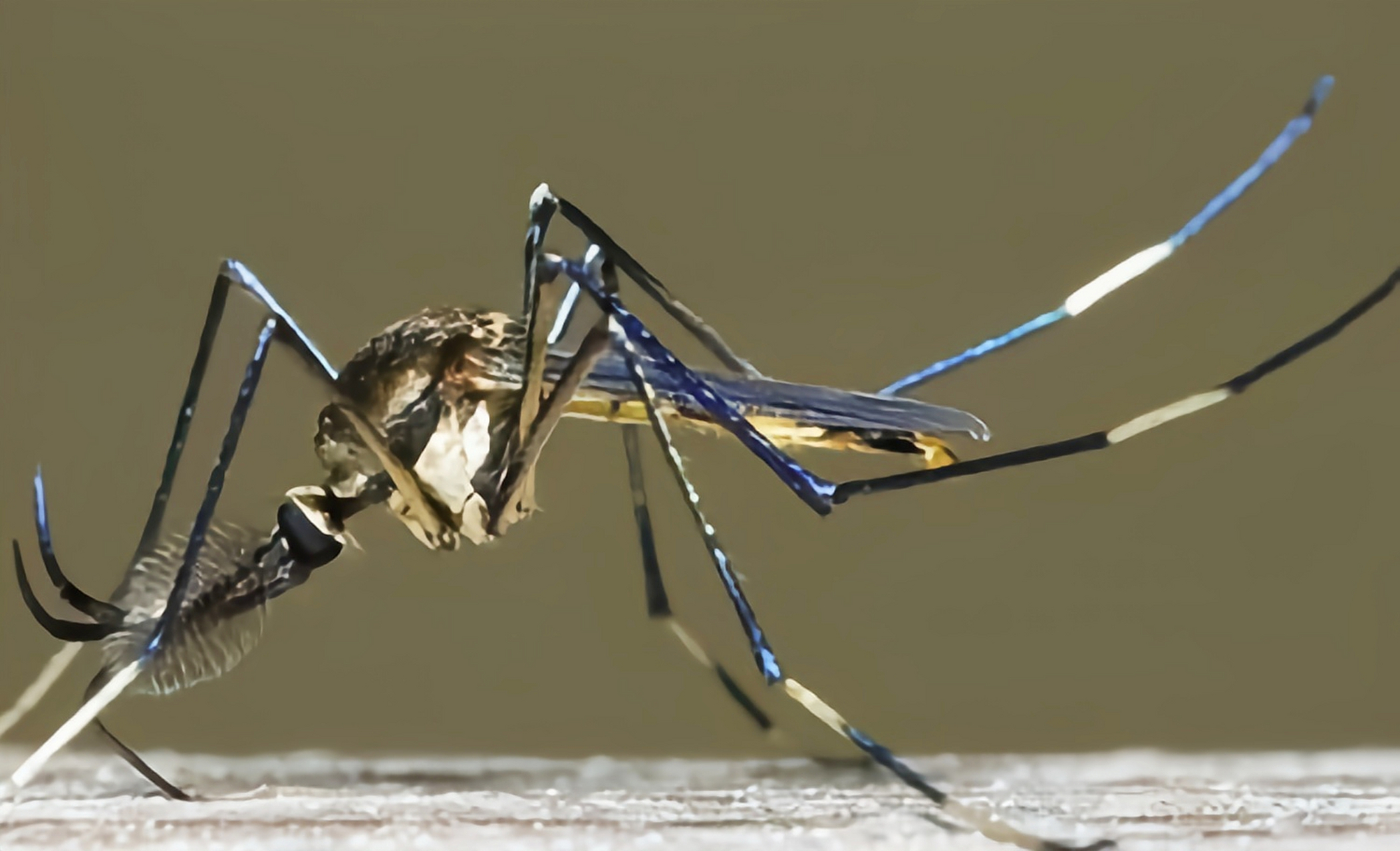 华丽巨蚊是蚊科中的"异类",个头巨大,能达到3.