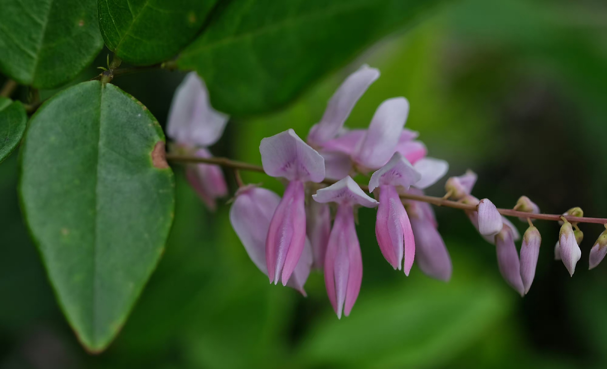 庭藤 豆科木蓝属你好植物.