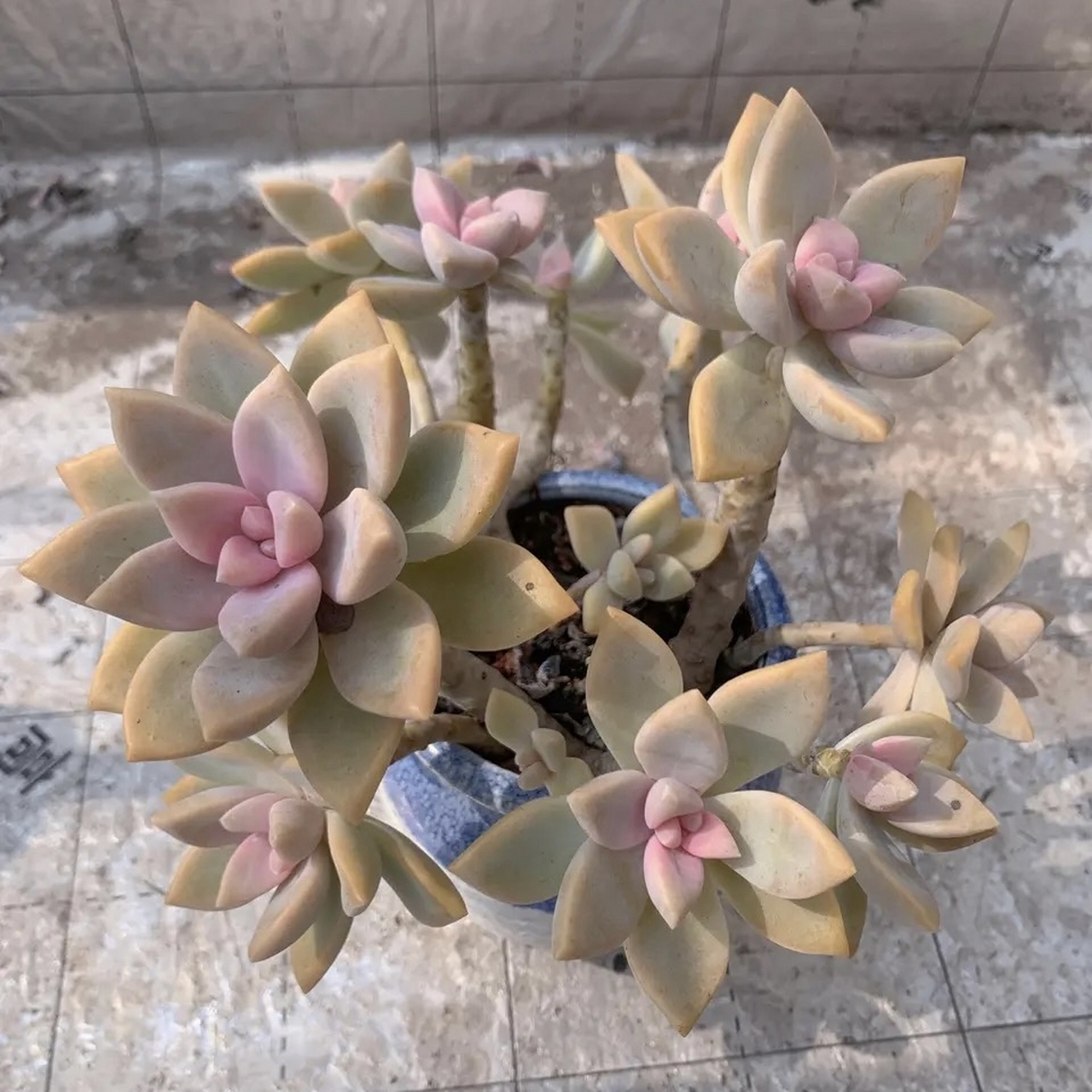 淡雪和紫雾,的确不是一个品种,那么如何准确判断区别呢～花友们一起