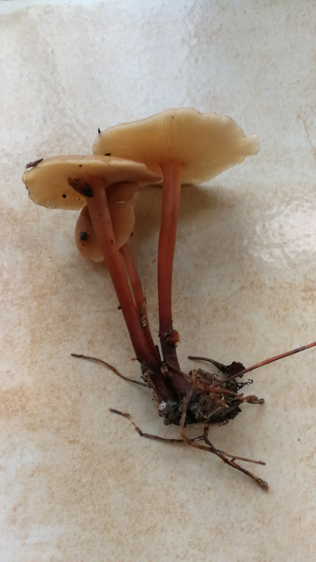 松树里的野生菌有毒吗