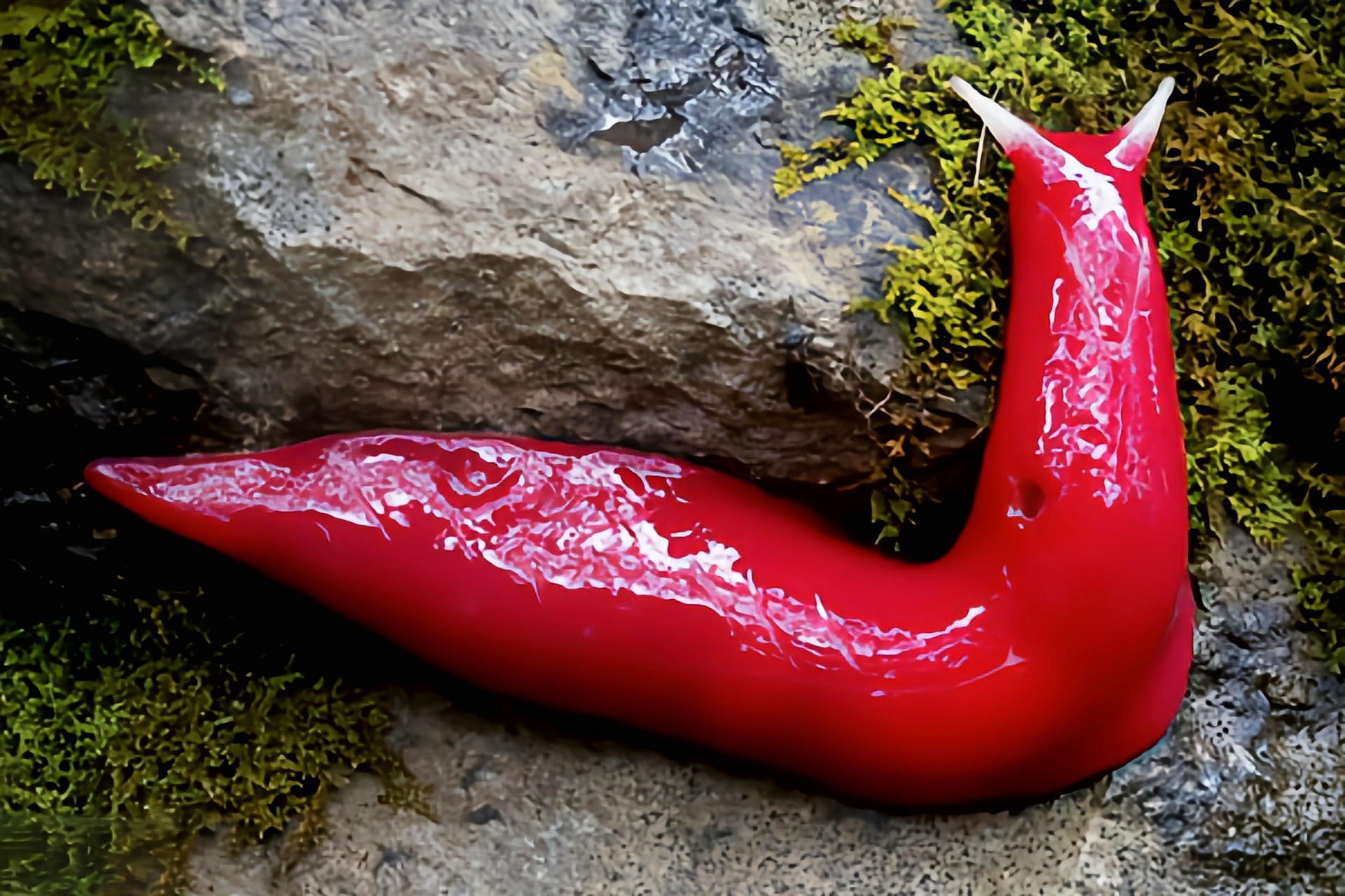 每天认识一种动物——粉红蛞蝓 粉红蛞蝓别名红三角蛞蝓,格氏三角蛞蝓