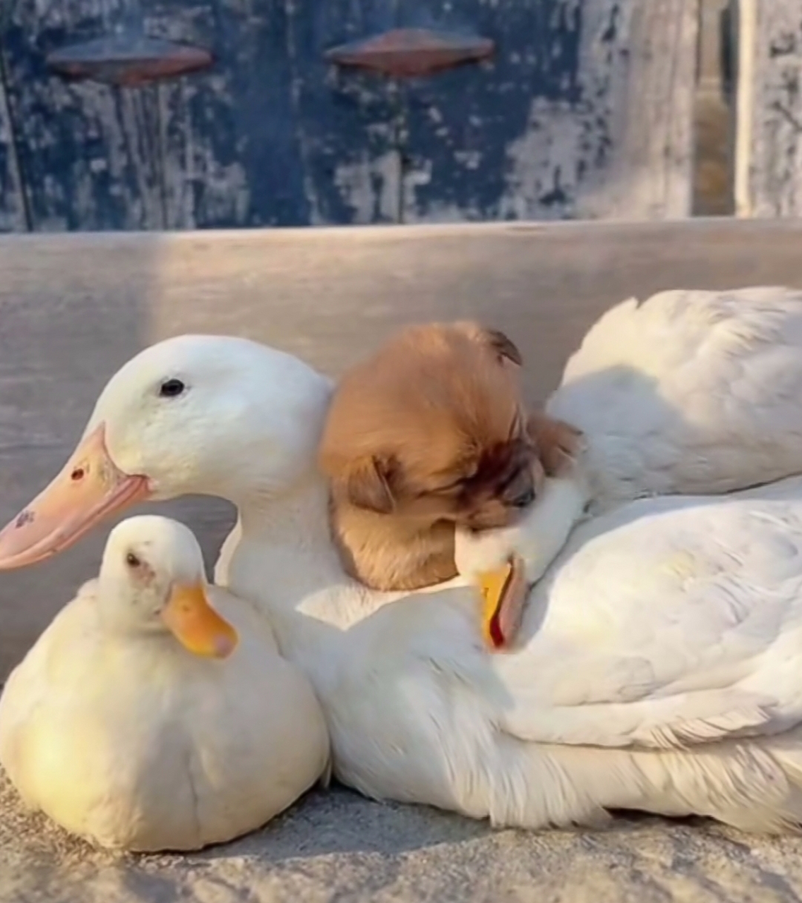 可爱的狗狗与大白鹅!!!!!!