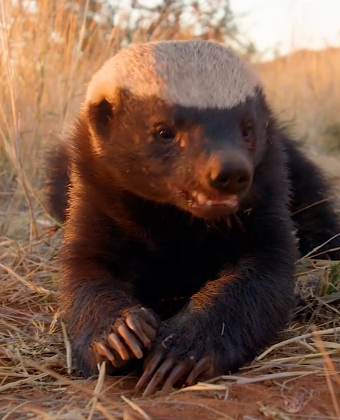 蜜獾雌雄间的体型差异甚大,雄性的体重有时是雌性的二倍.