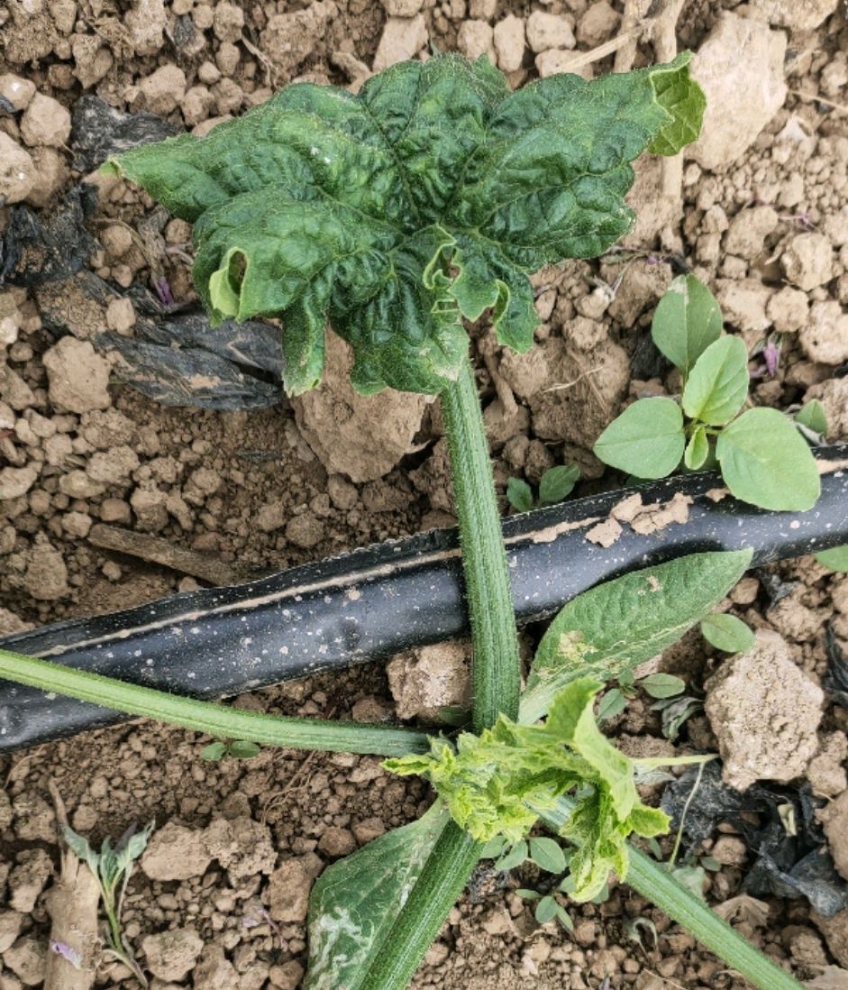 西葫芦病毒病近期很严重