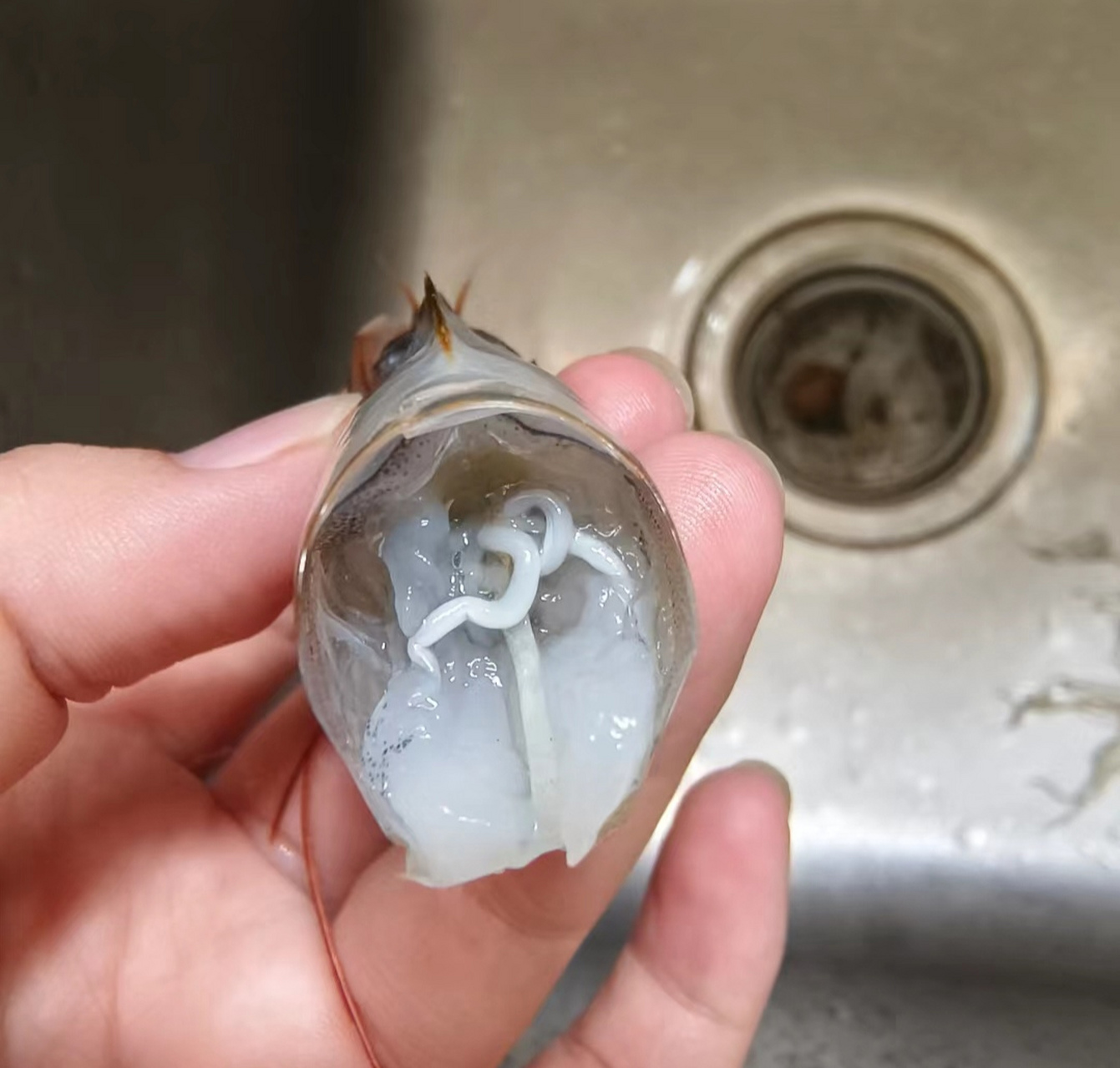 虾头里的这个白色线状物是寄生虫不?