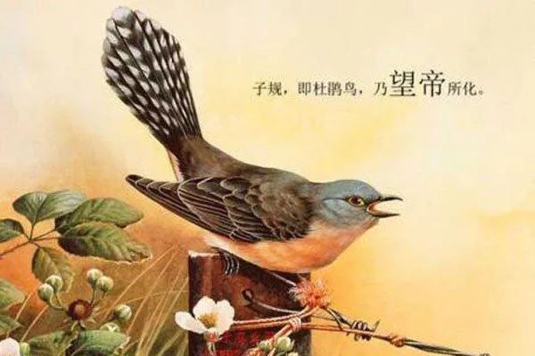 仙人异志之杜宇化鹃