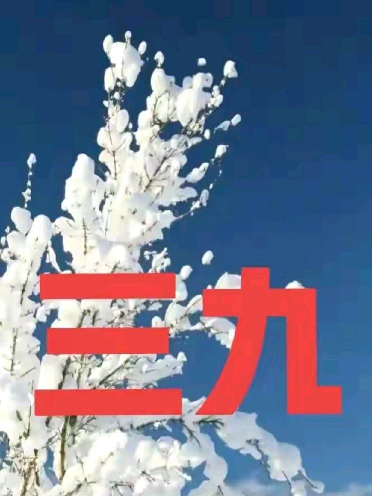 谚语:三九四九无霜雪,三伏青蛙口出血,啥预兆?谚语还准吗