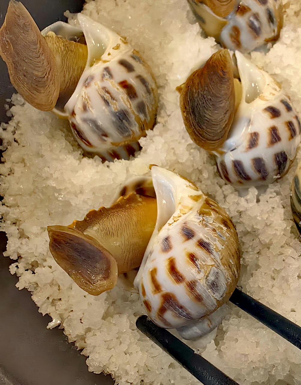 盐焗东风螺 超大号的东风螺(十头),盐焗最美味.