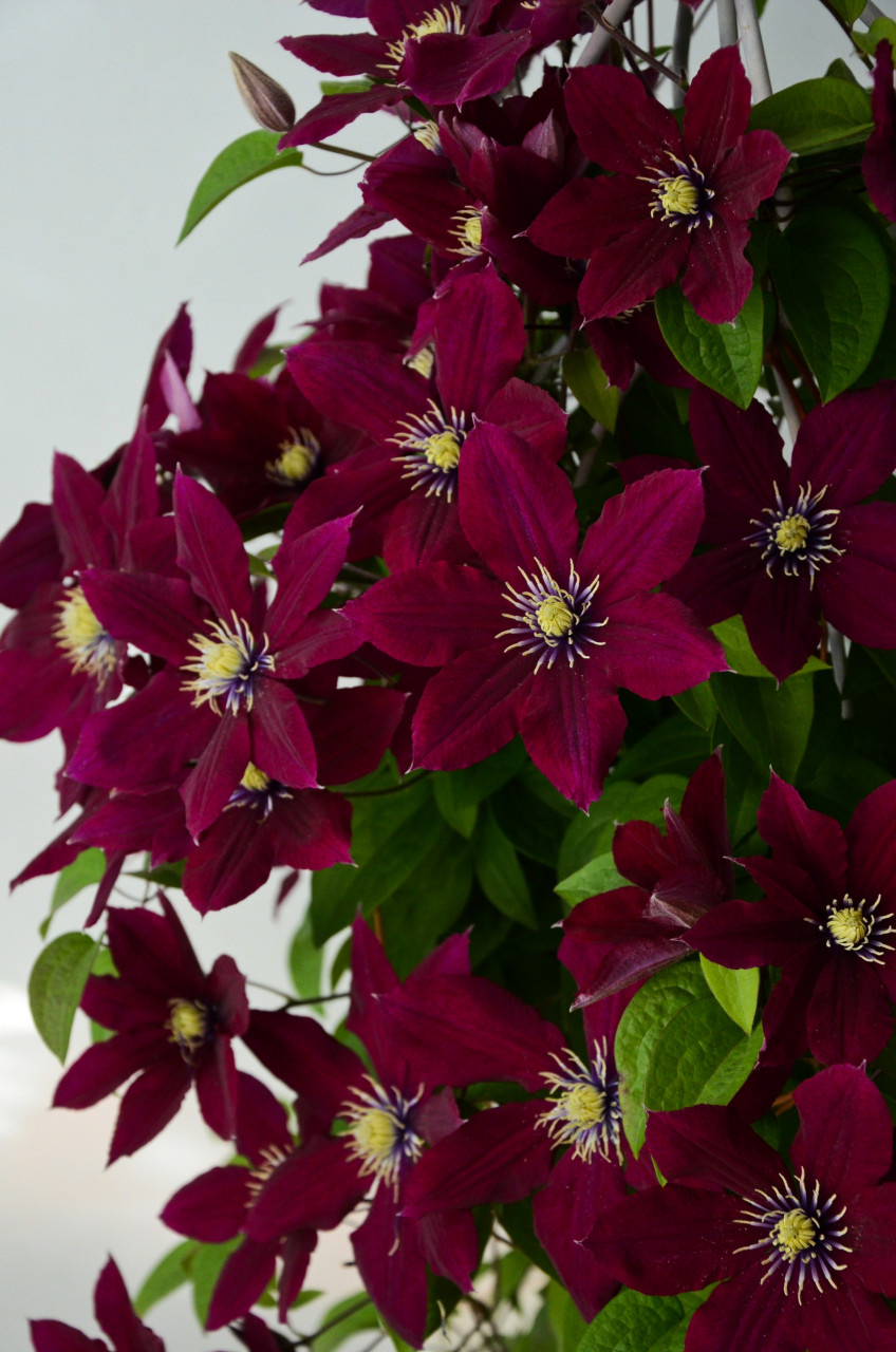 铁线莲"玫瑰花园" 晚花大花型铁线莲,具有大的紫红色花朵,直径可达15