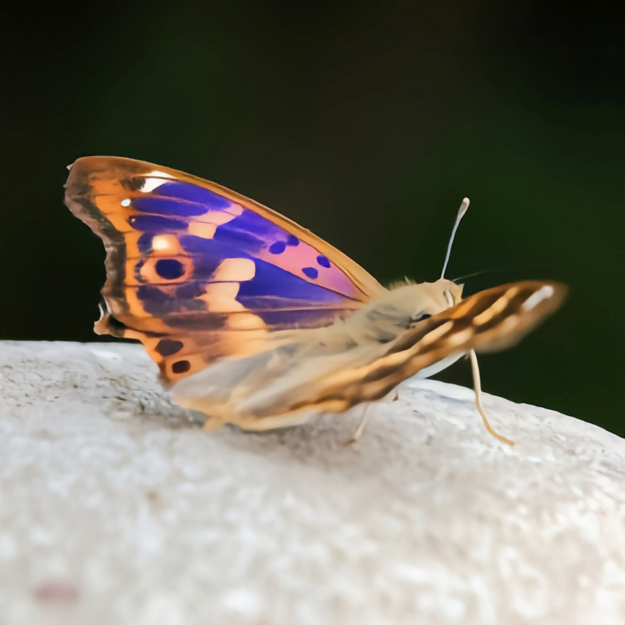 每天认识一种昆虫——柳紫闪蛱蝶  柳紫闪蛱蝶又名柳闪蛱蝶,紫蛱蝶.